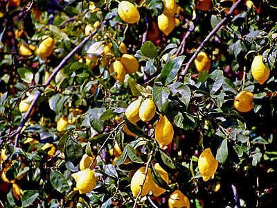 アマルフィのレモン畑と特産のリモンチェッロ